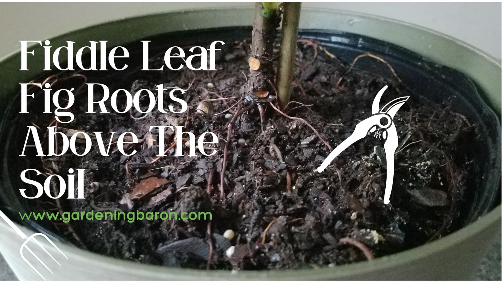 Fiddle Leaf Fig Roots Above Soil