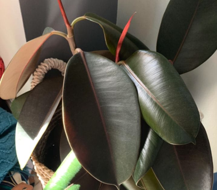 Why Is My Rubber Plant Drooping