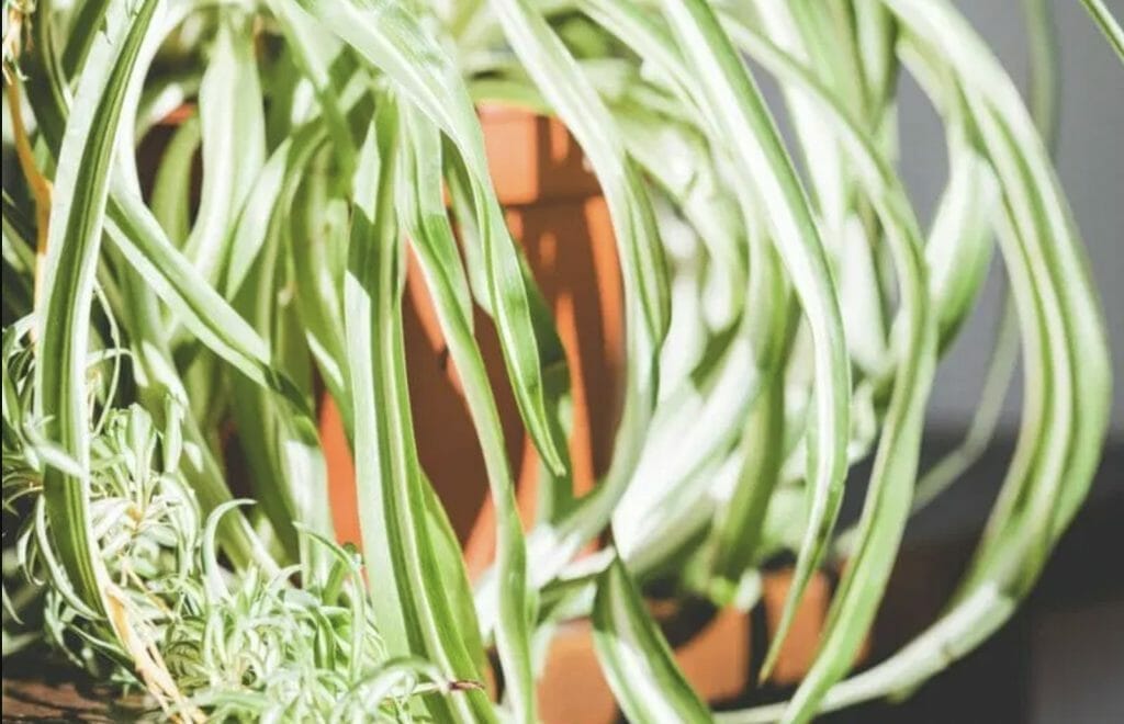 Why is My Spider Plant Pale and Limp? 