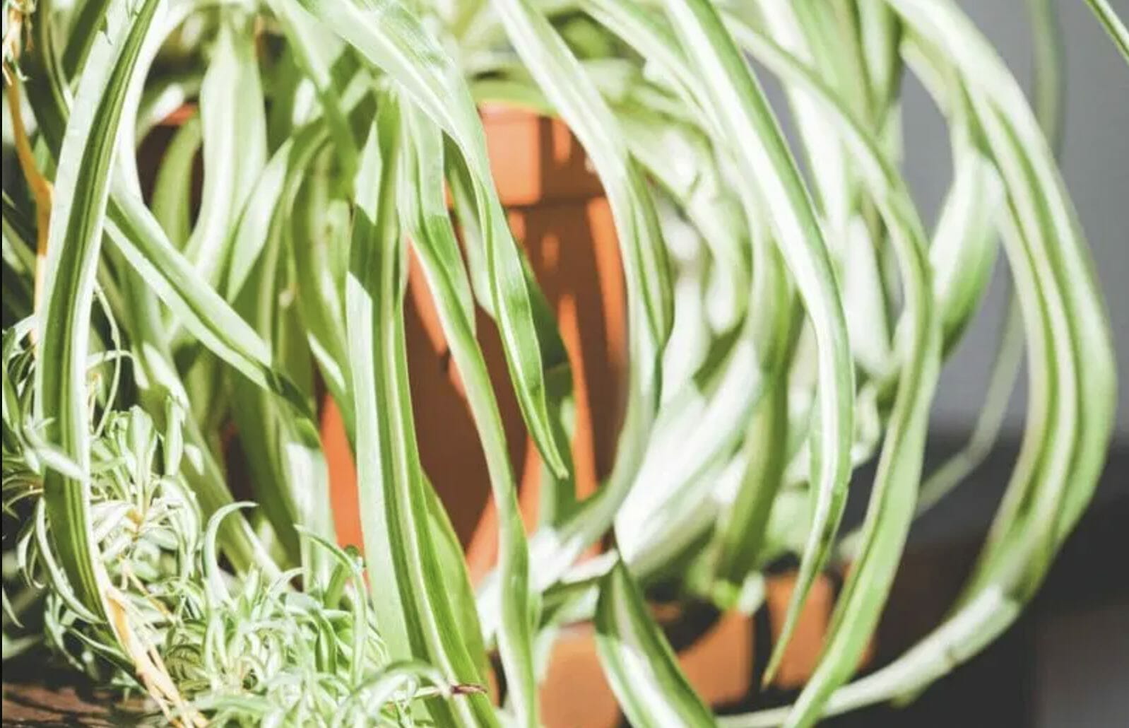 Why Is My Spider Plant Pale and Limp? Answers + Solutions Gardening Baron