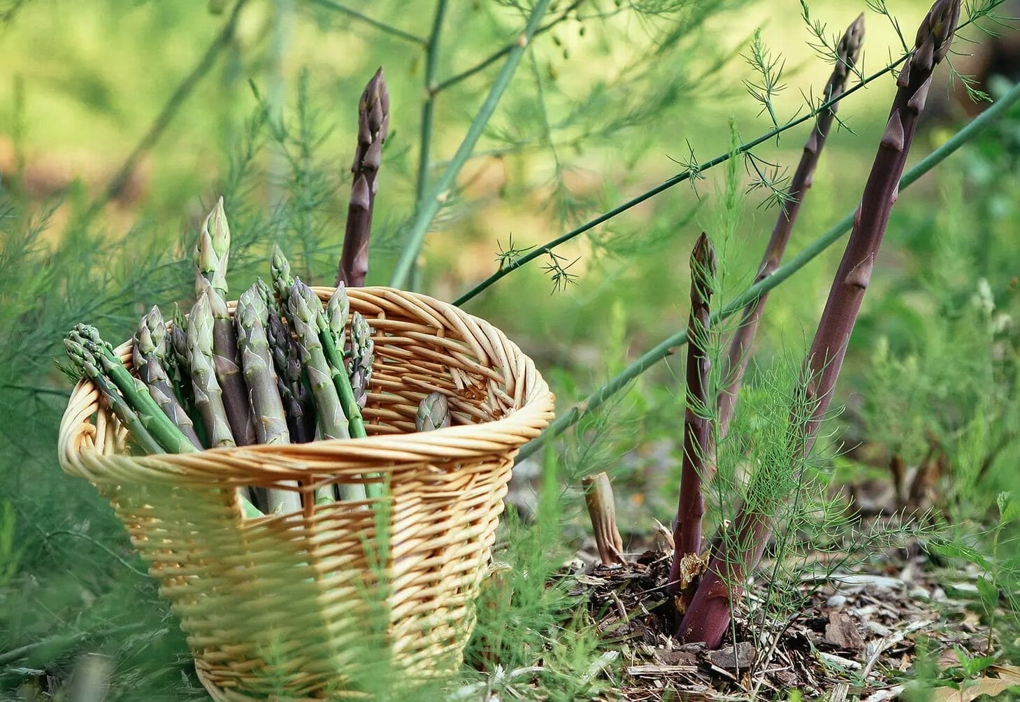 What is a Good Companion Plant For Asparagus