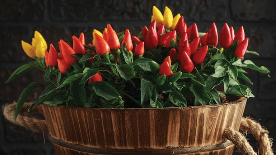 Ornamental Pepper Varieties