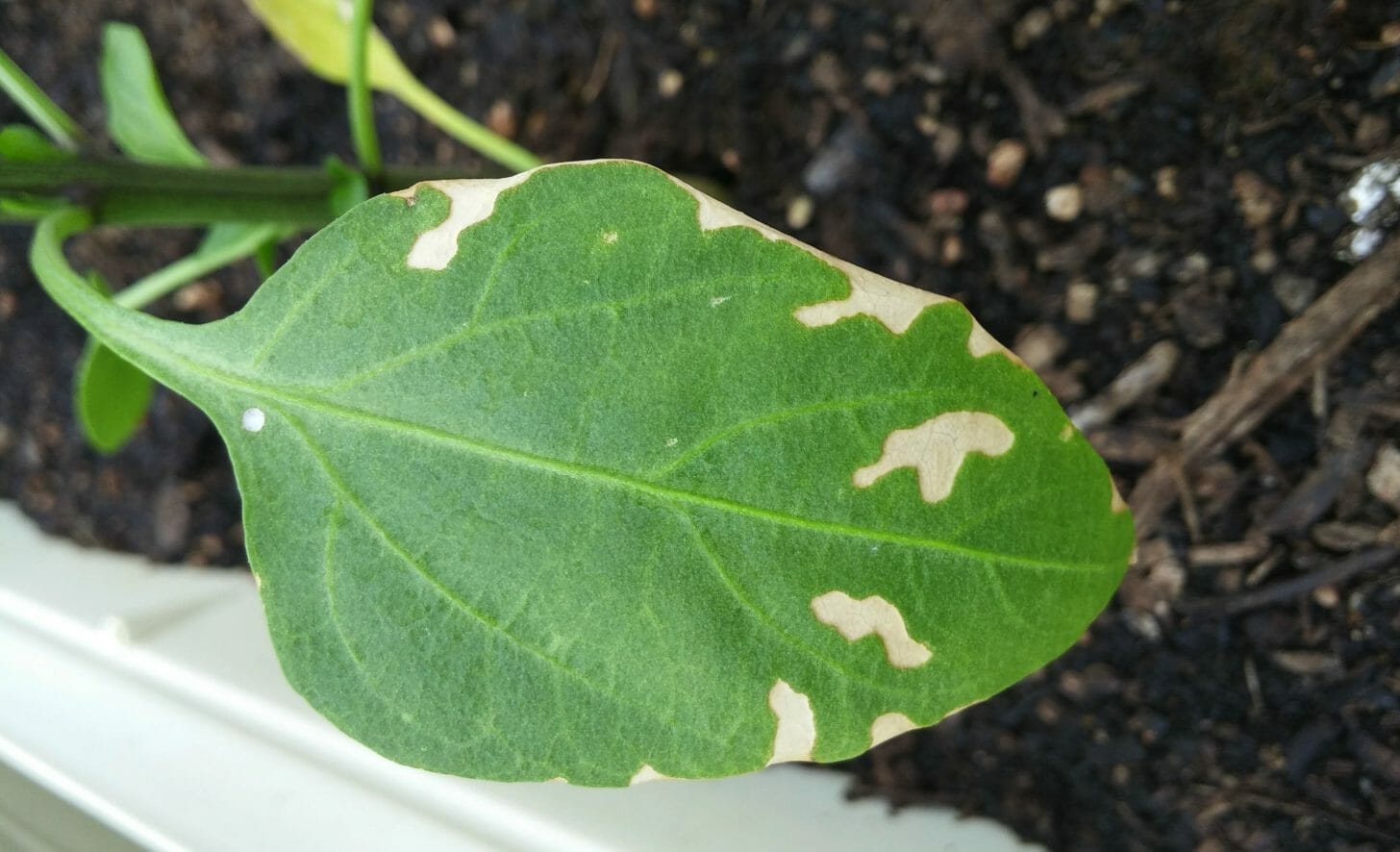 Pepper Plant Leaves Turning White Answers + Solutions Gardening Baron