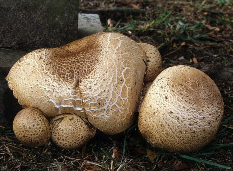 Substrate for Portobello Mushrooms