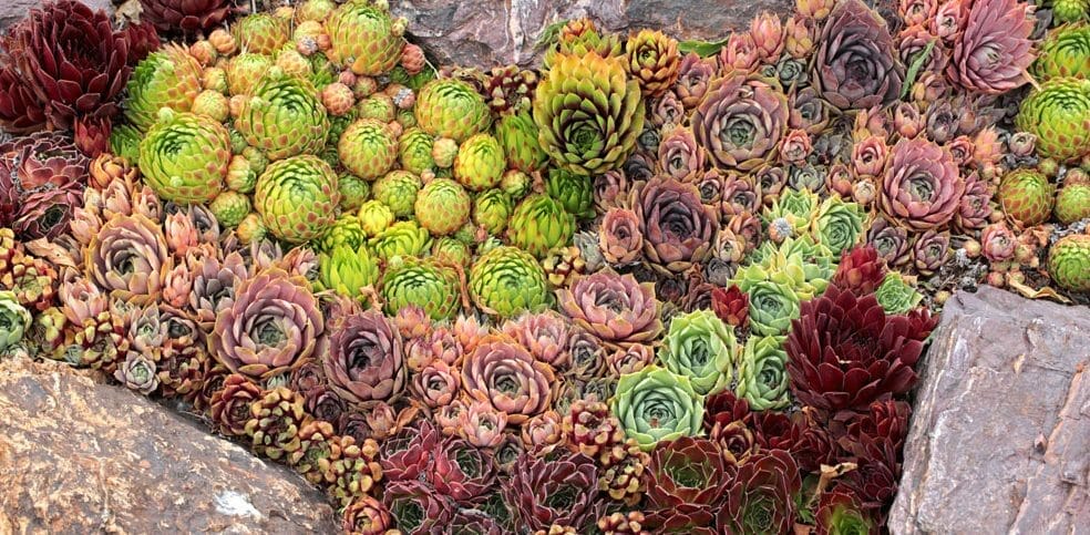 How to plant succulents in rocks