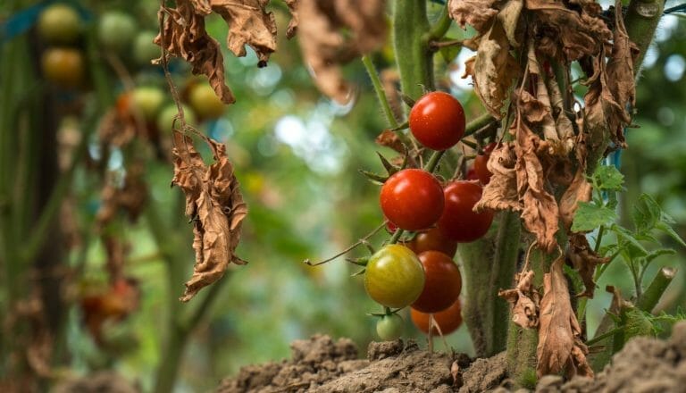 What Happens If You Plant Tomatoes Too Early