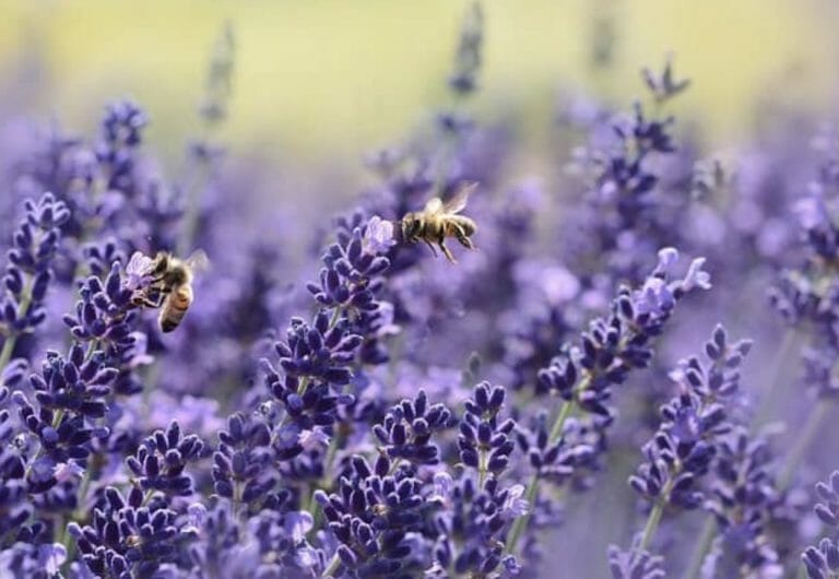 What Animals Eat Lavender?