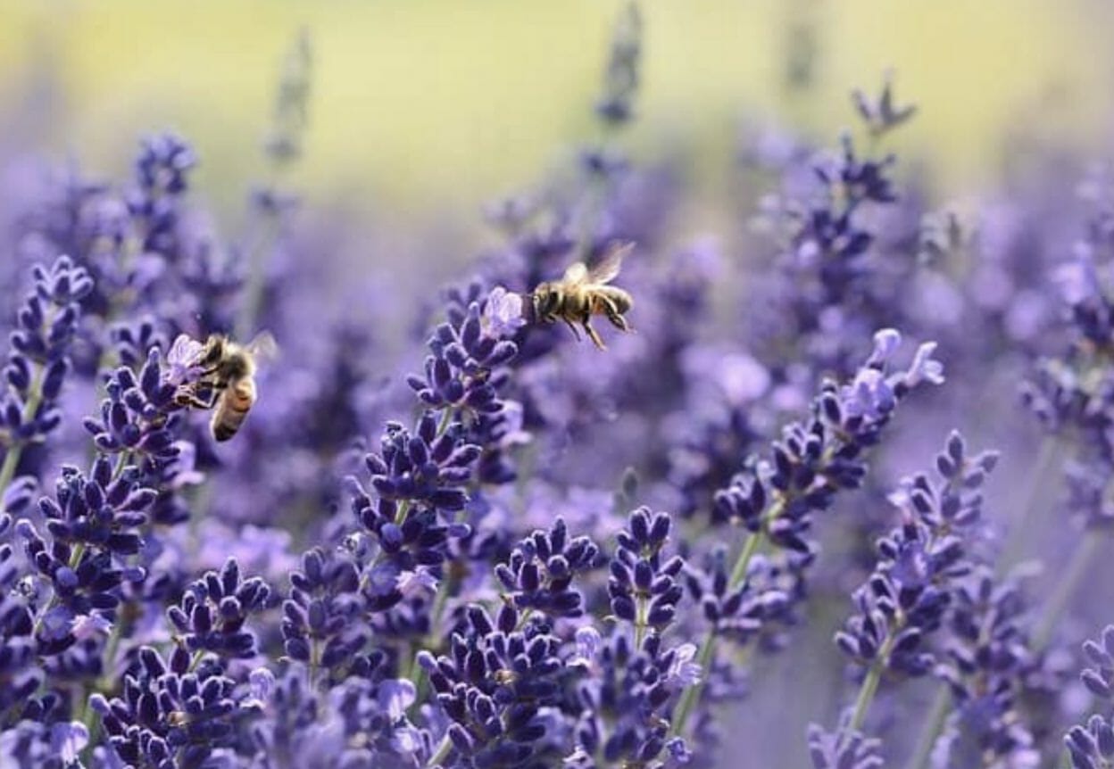 What Animals Eat Lavender? Gardening Baron
