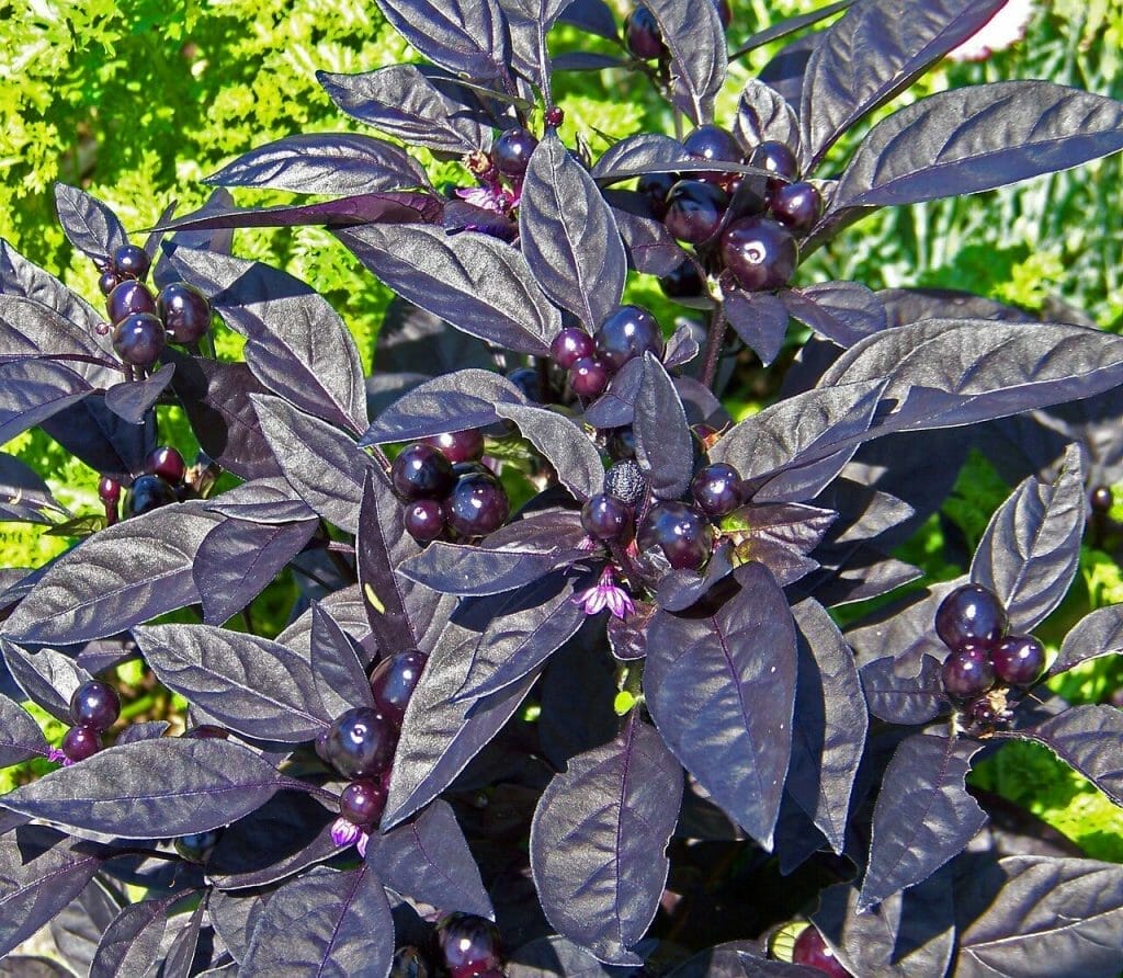 Black pearl peppers