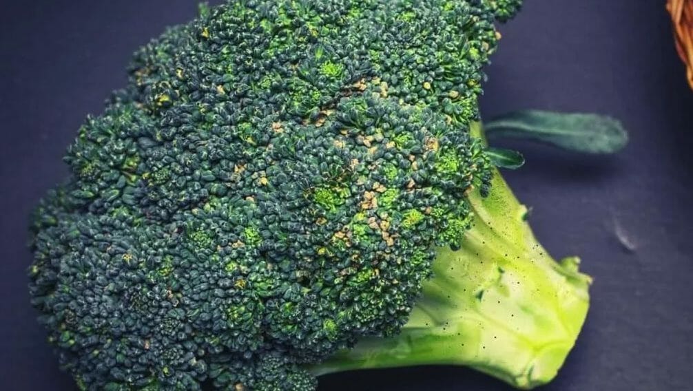 Black Spots On Broccoli Stems