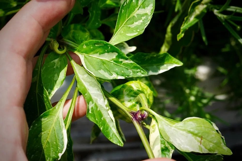 Candy cane peppers