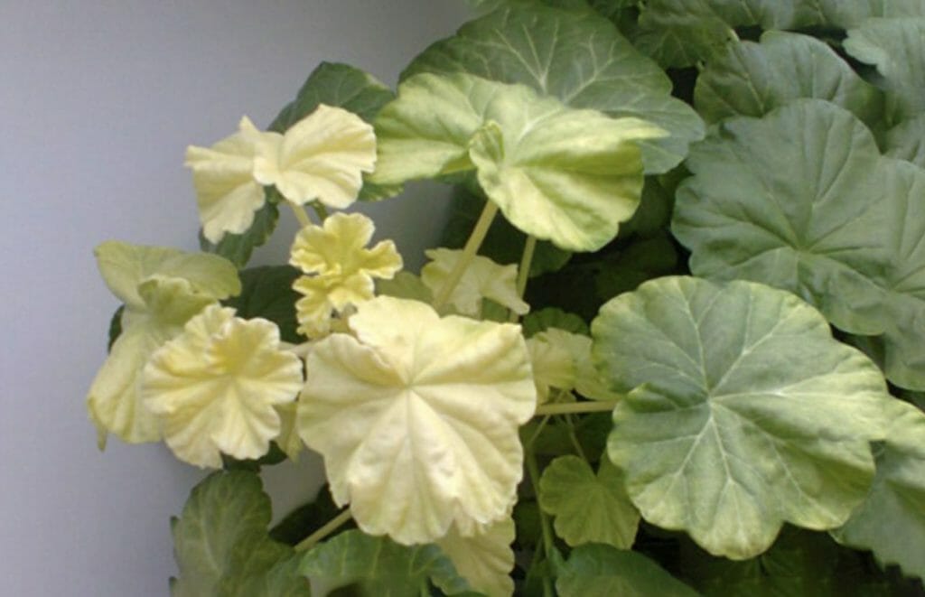 Why are geranium leaves turning white