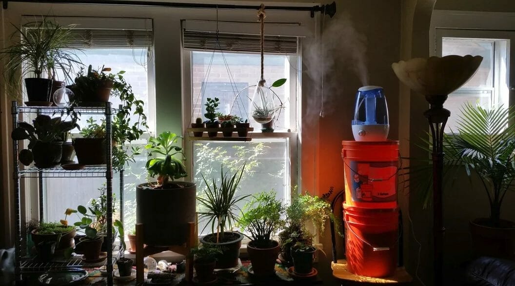 Where To Place Humidifier For Plants - Find The Perfect Spot ...