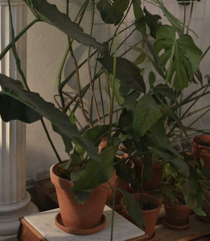 Leggy Philodendron Birkin