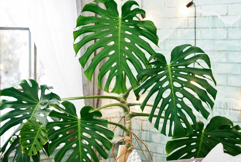 How Many Monstera in One Pot