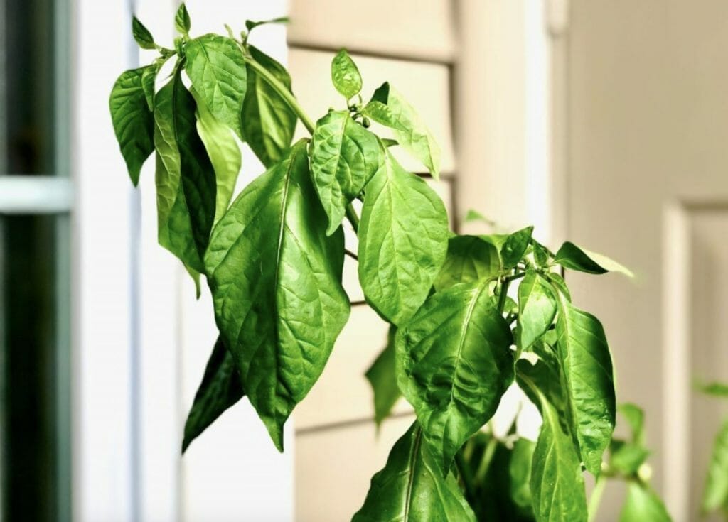 How Do I Know if My Pepper Plant is Overwatered