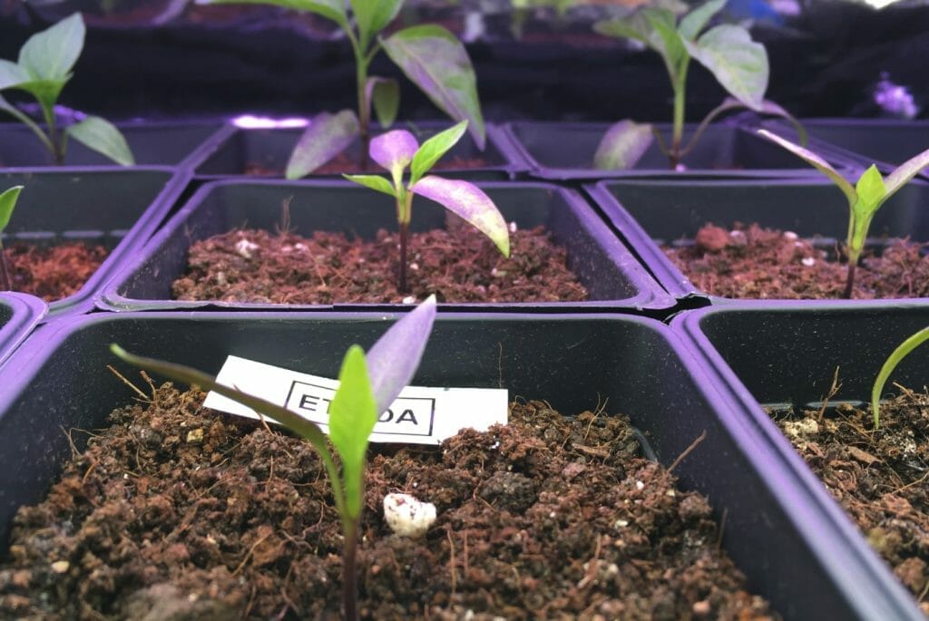 pepper seedling leaves turning purple