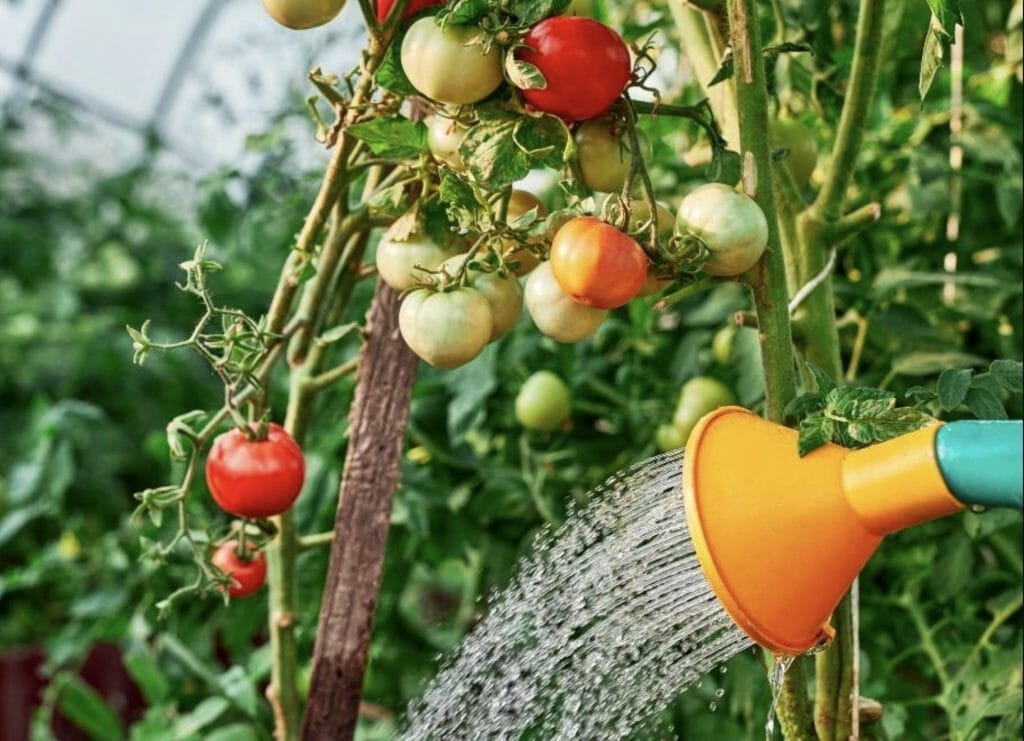 Should You Water Tomatoes Every Day 