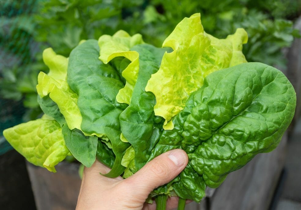 Why Do Lettuce Leaves Turn Yellow?