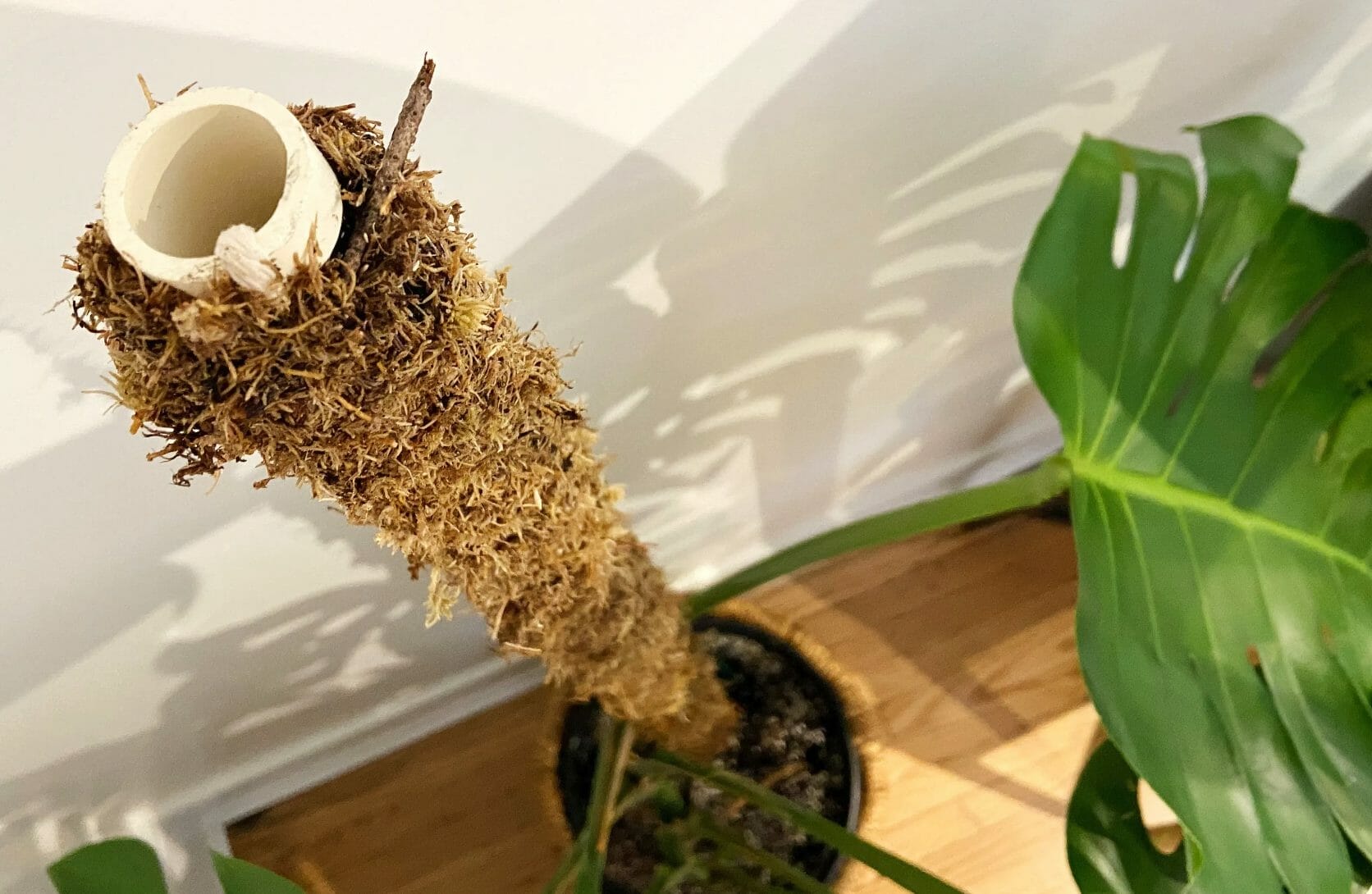 How To Keep Moss Pole Moist Gardening Baron