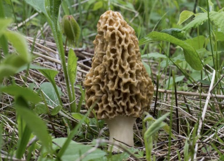 Mushrooms that look like asparagus