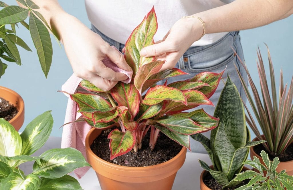 How to clean indoor plant leaves