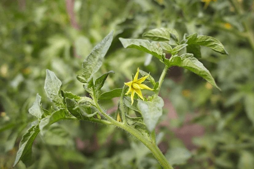 Tomato Flowering Stage