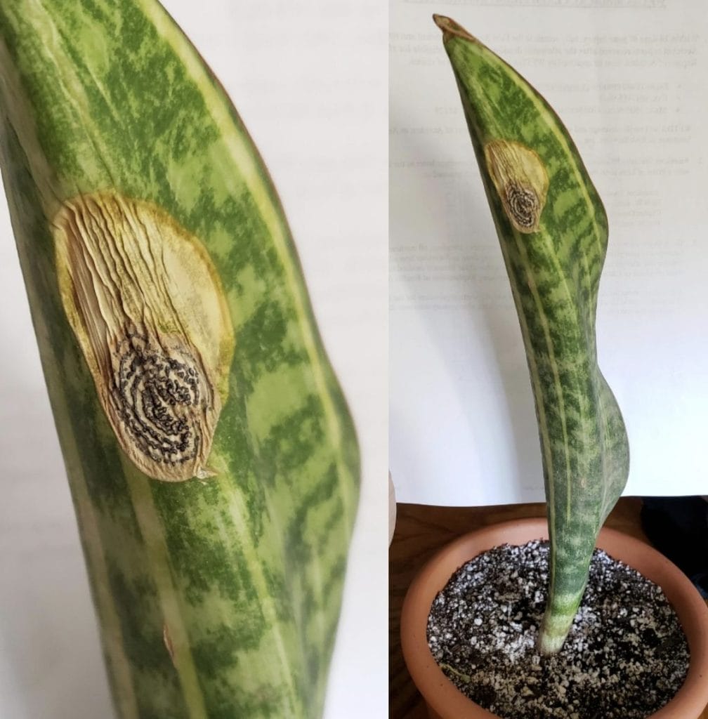 snake plant cold damage