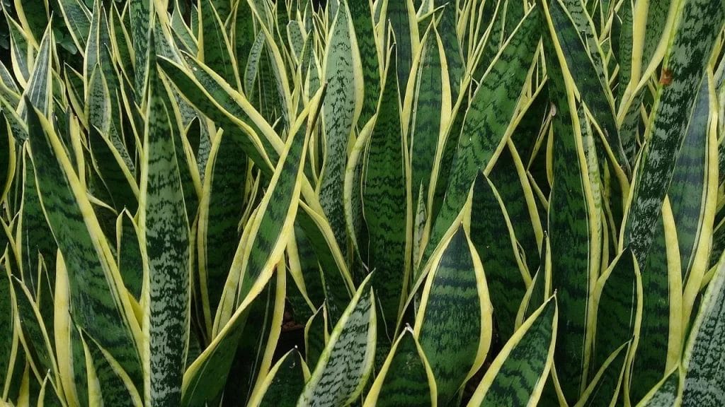 SNake Plant 