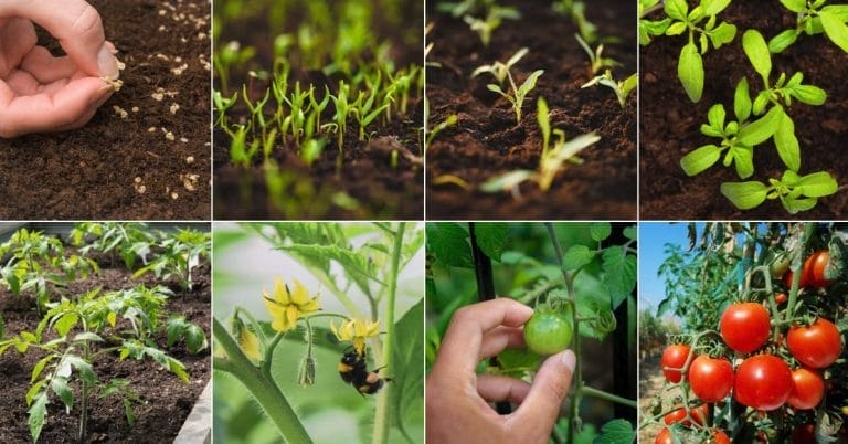 Tomato Growth Stages