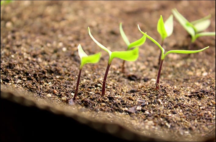 Tomato seed germination