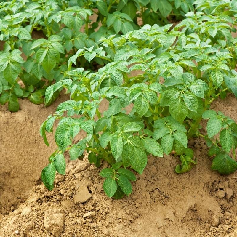 Potato Plants