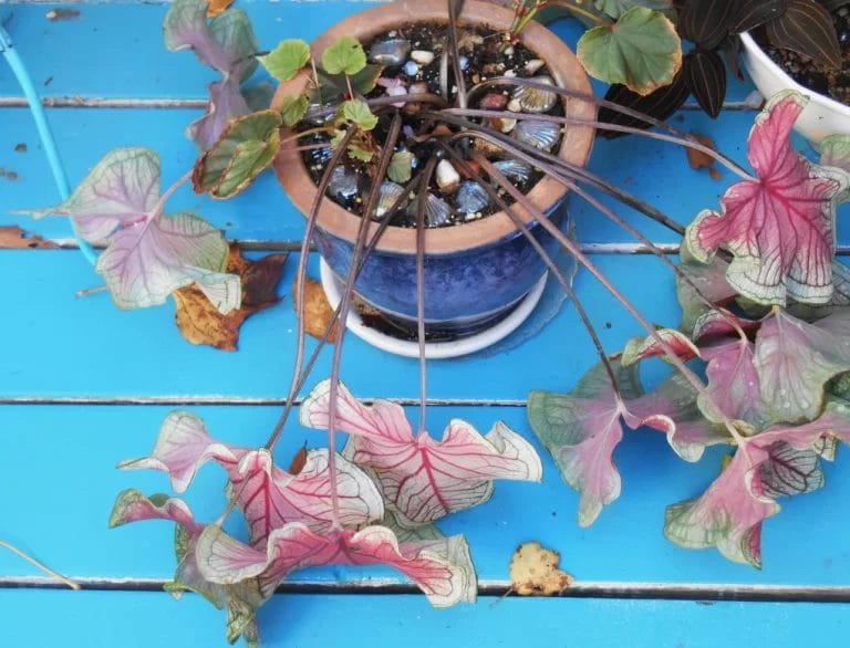 Caladium Leaves Drooping