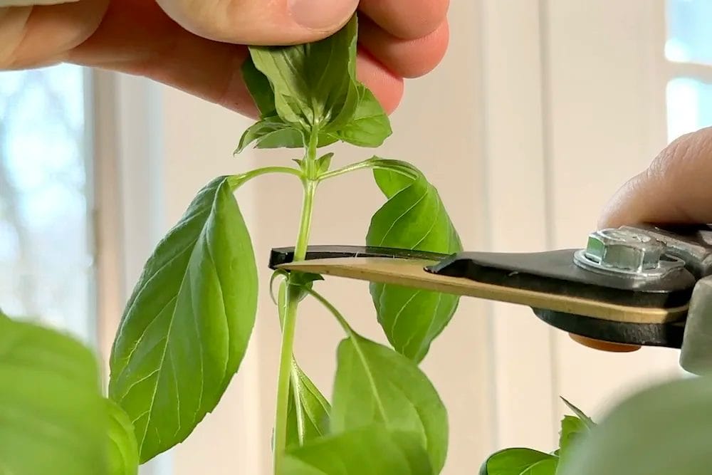 How to prune basil