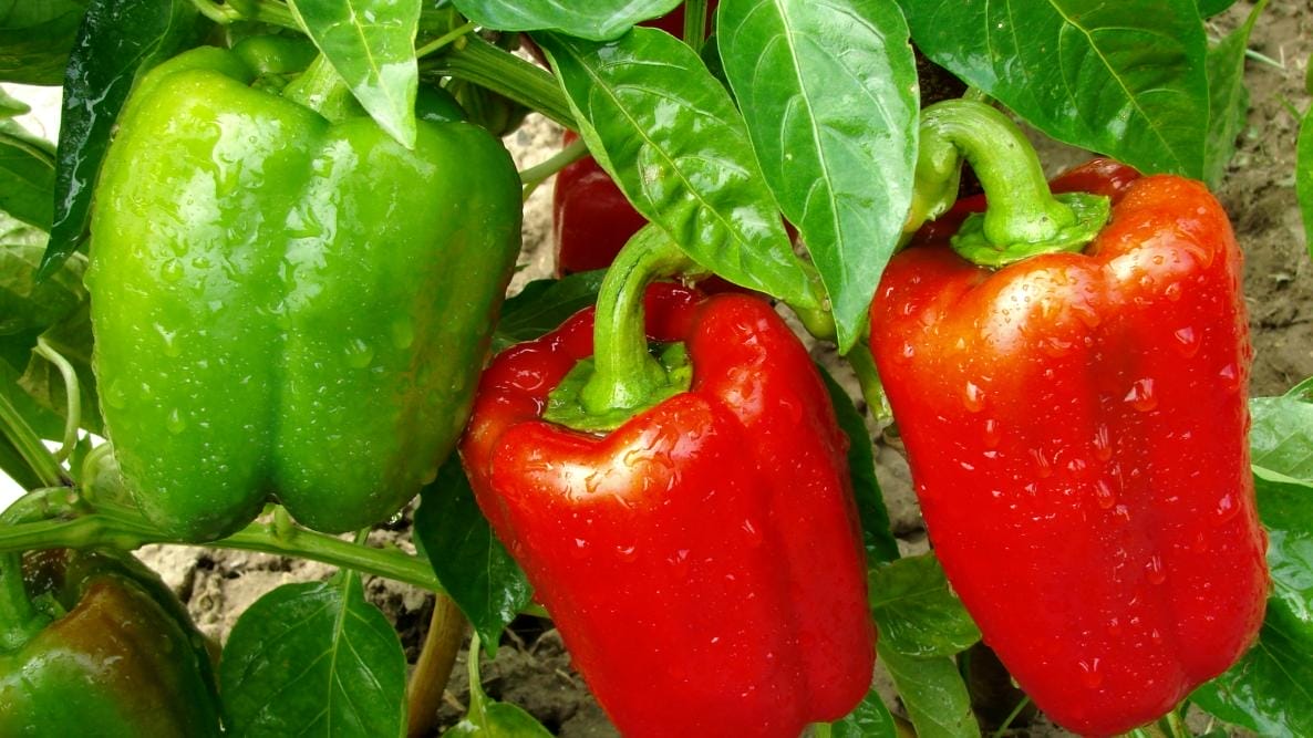 Grow Peppers at Home