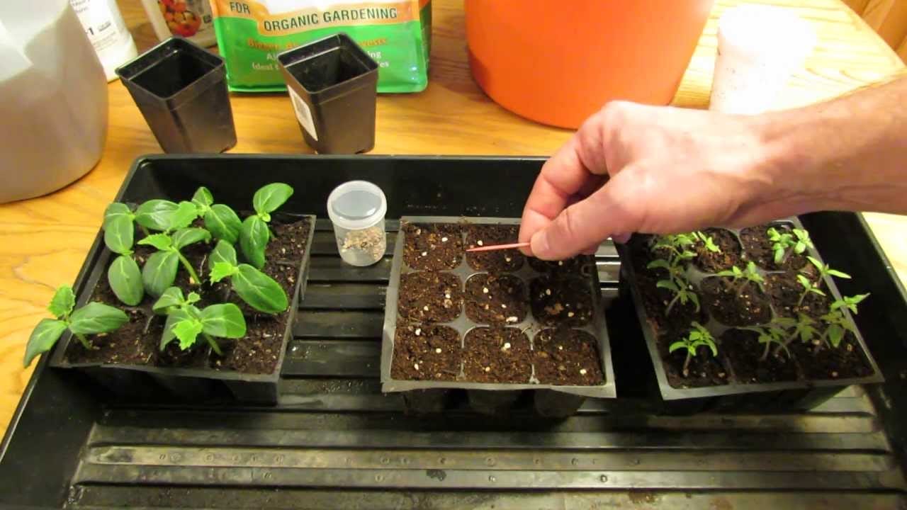 How To Sow Tomato Seeds Indoors
