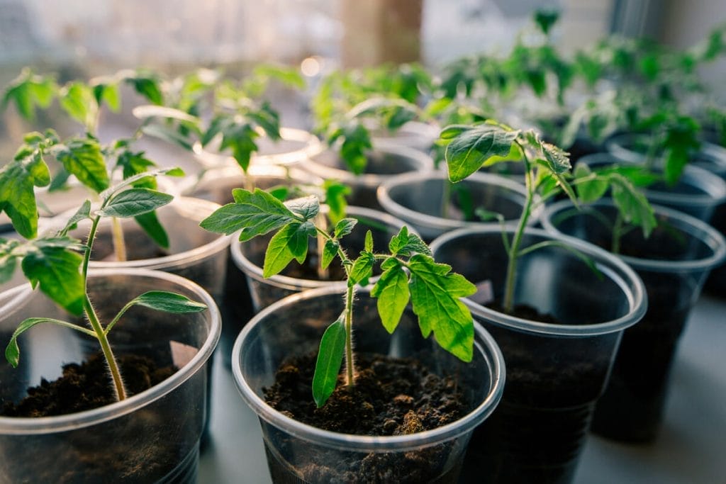 How To Sow Tomato Seeds Indoors