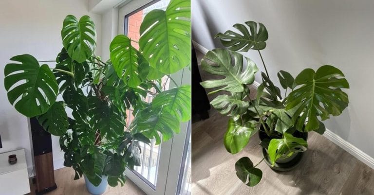 6 tips to grow monstera fast