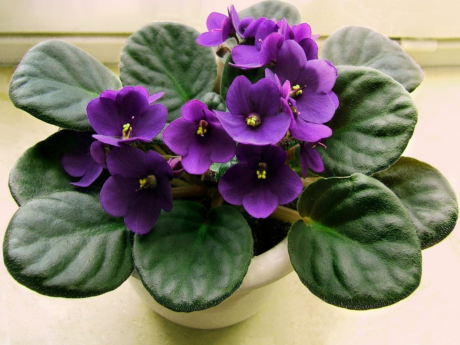 African Violet Tips