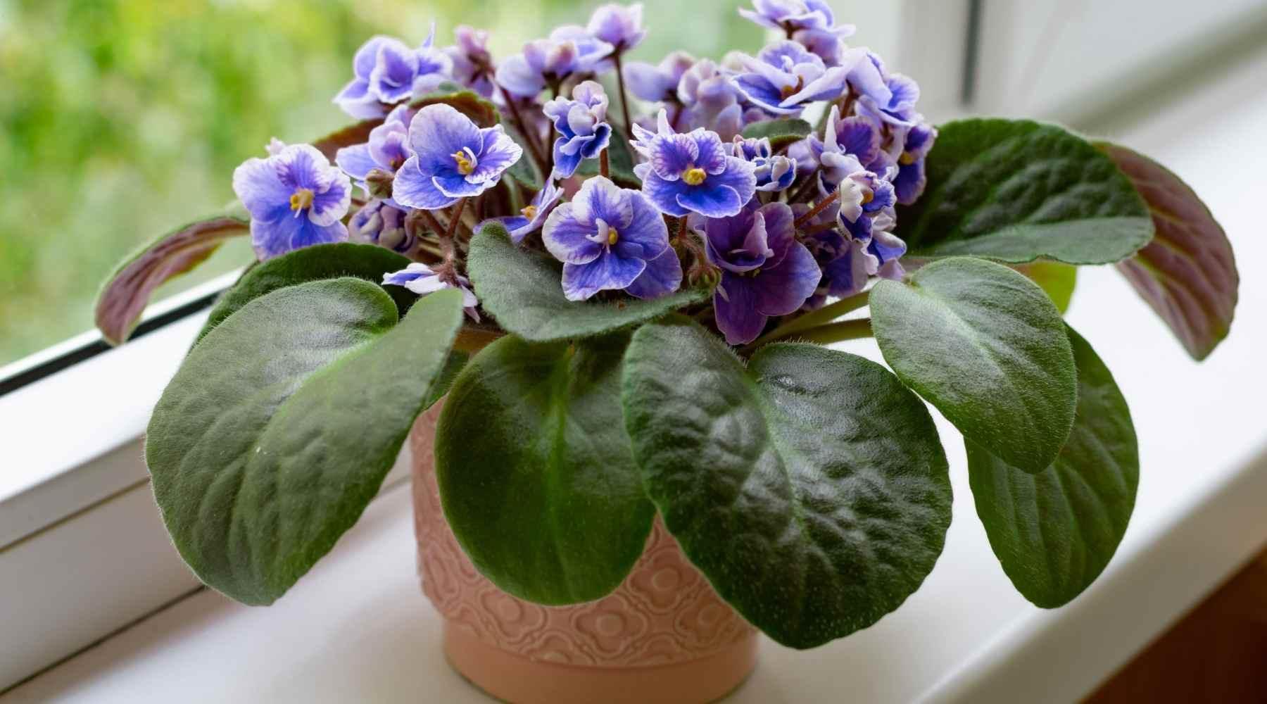 african violets care guide