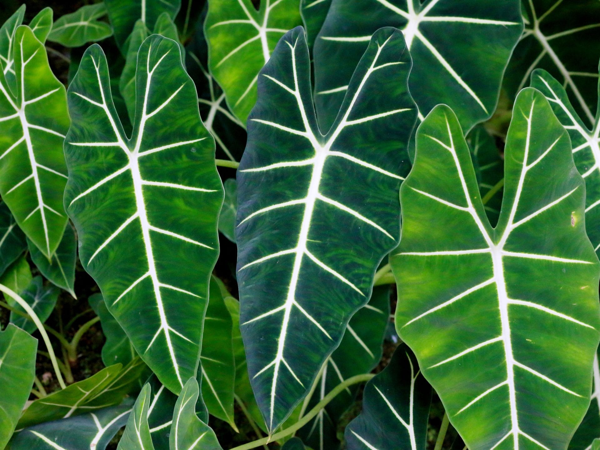 How To Care For Alocasia Plant? (ultimate Care Guide) - Gardening Baron