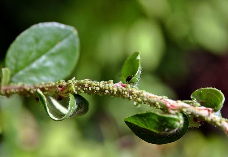 The Ultimate Guide to Natural Aphid Control: Eco-Friendly Solutions for a Healthy Garden