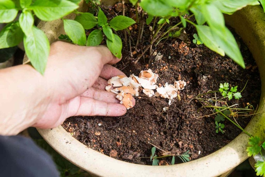 Benefits of eggshells in gardening