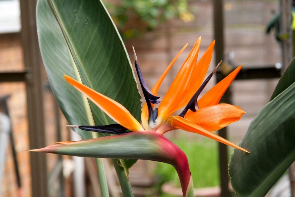 birds of paradise care guide