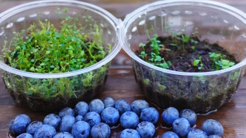 How to Grow Blueberry Plants from Store-Bought Blueberries