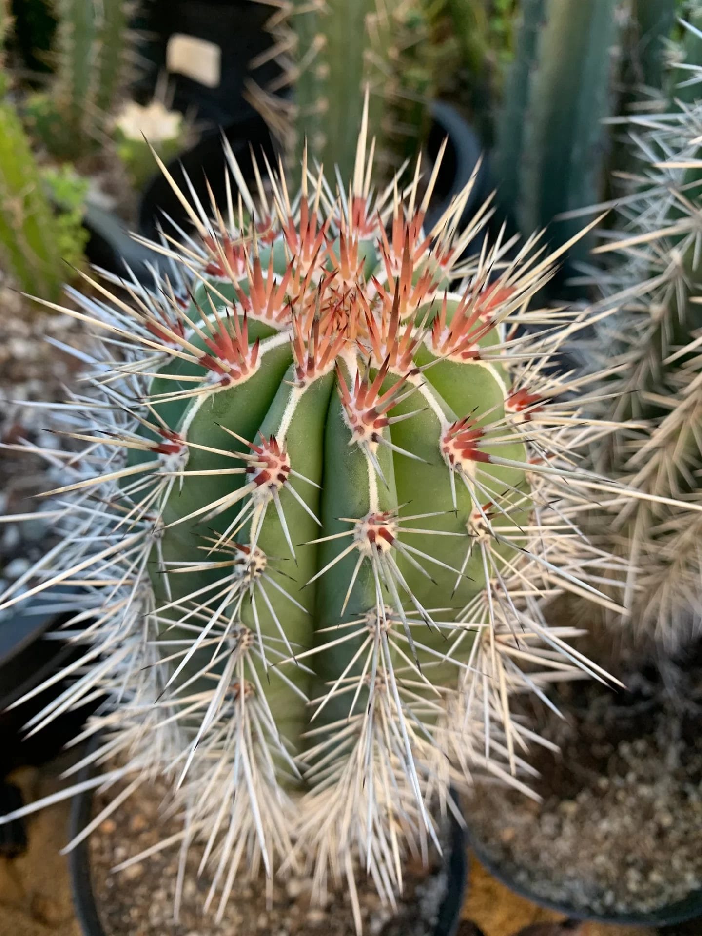 Cardon Cactus