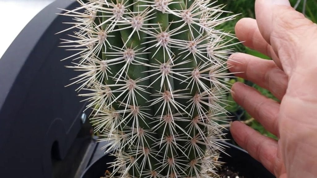 Cardon Cactus Care