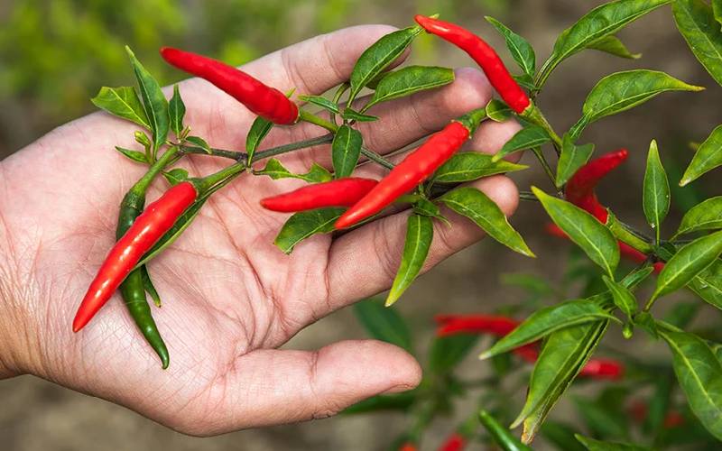 How To Grow Chili Peppers At Home