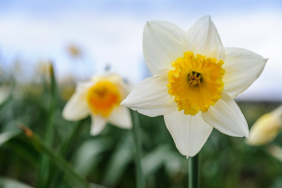 daffodils after they bloom