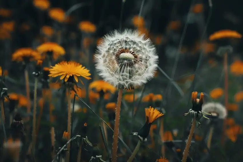 Dandelion Leaf Benefits